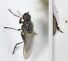 Ischiolepta sp.